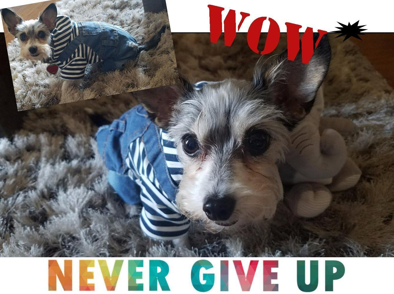 Pet Denim Jumpsuit Dog Jeans Hoodies Cool Blue Coat Medium Small Dogs Classic Jacket Puppy Blue Vintage Washed Vests (L)